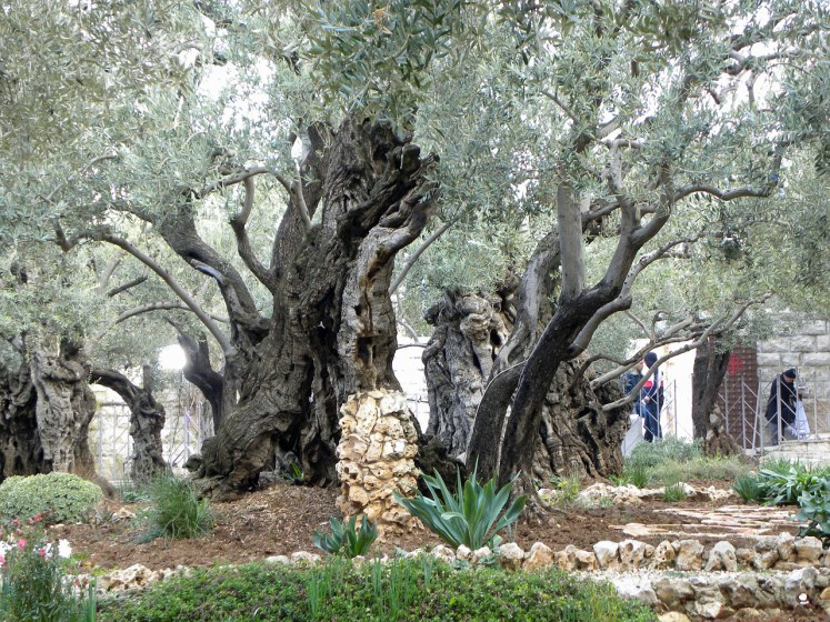 2022 Holy Land Tour Brochure - Garden of Gethsemane